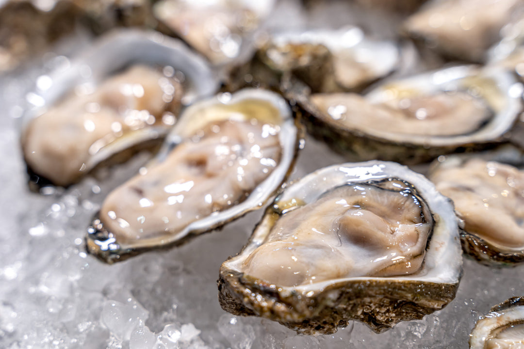 Chesapeake Bay Shucked Oysters